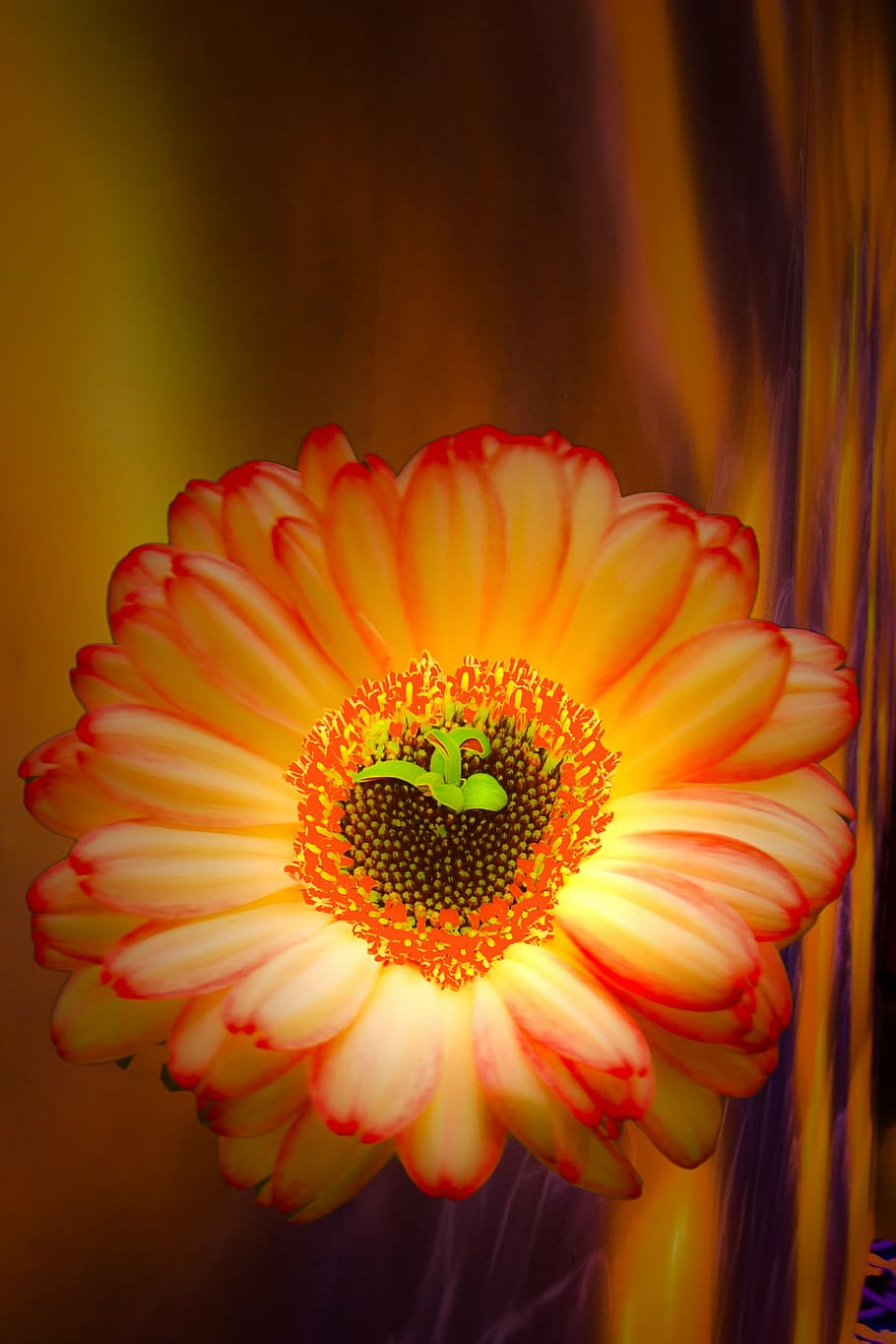 gerbera, flowers, creative, petals, orange, flowering plant HD wallpaper