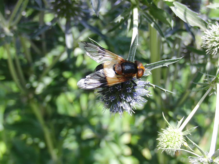 fly, insect, flight insect, animal, wing, nature, summer, animal world HD wallpaper
