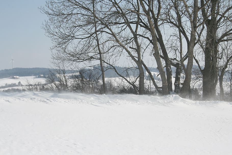 winter, tree, landscape, white, snow, cold temperature, bare tree HD wallpaper
