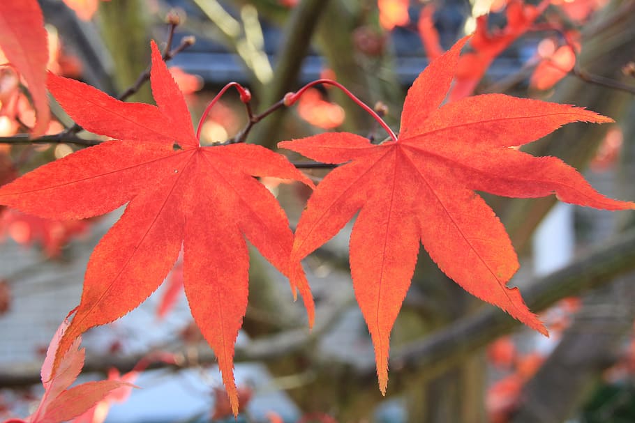 leaf, leaves, autumn, tree, forest, plant, red, close-up, plant part HD wallpaper