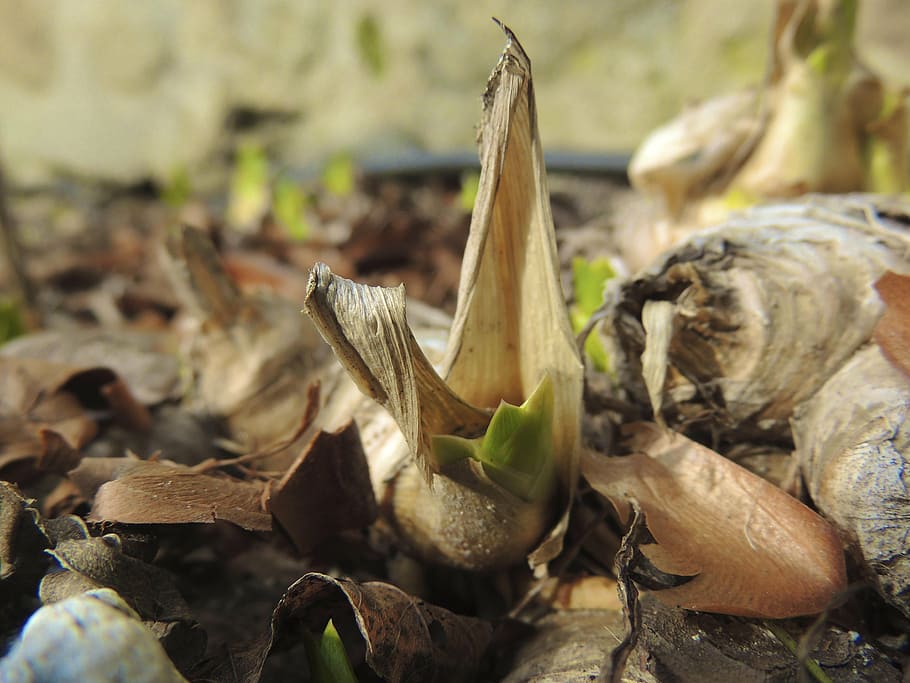 spring, sprout, plants, nature, flower, earth, garden, seeds HD wallpaper