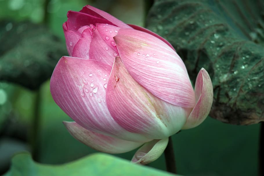 Lotus, Flowers, Pink, Blooming, Buds, opening, petals, blooms, HD wallpaper