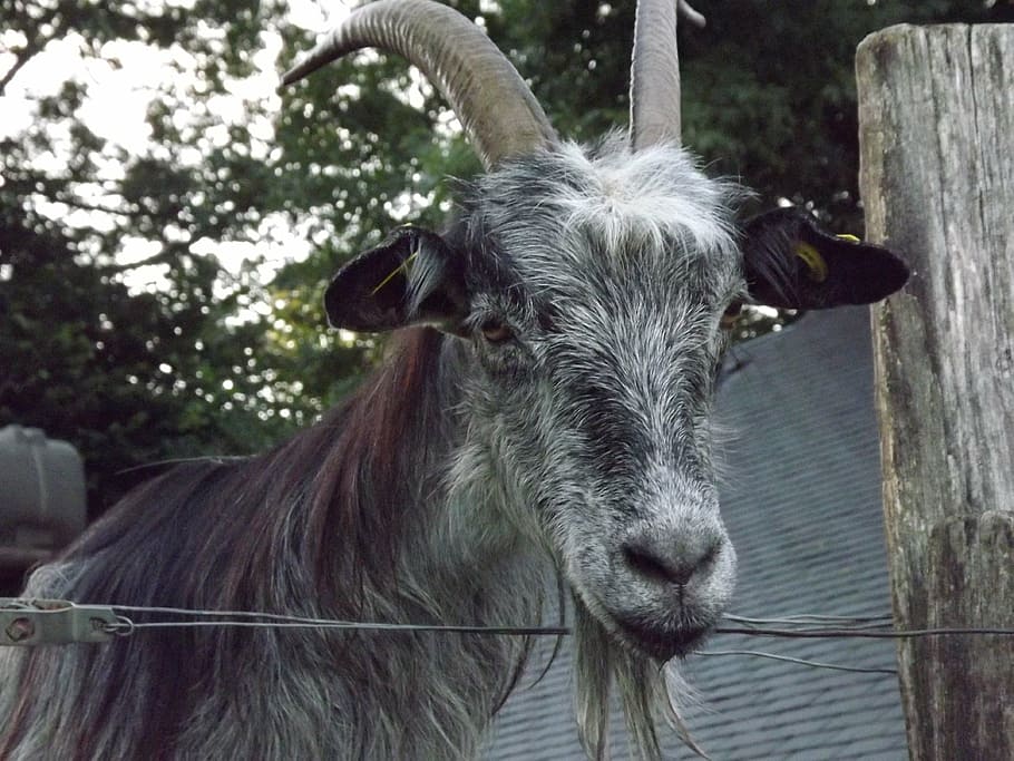 goat, animal, breeding, mammal, domestic animals, livestock HD wallpaper