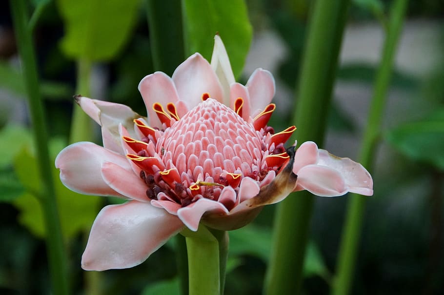 selective focus photography of pink Protea flower, ginger, flowering ginger, HD wallpaper