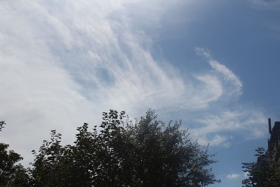 cloud, tree, green, sky, plant, low angle view, cloud - sky HD wallpaper