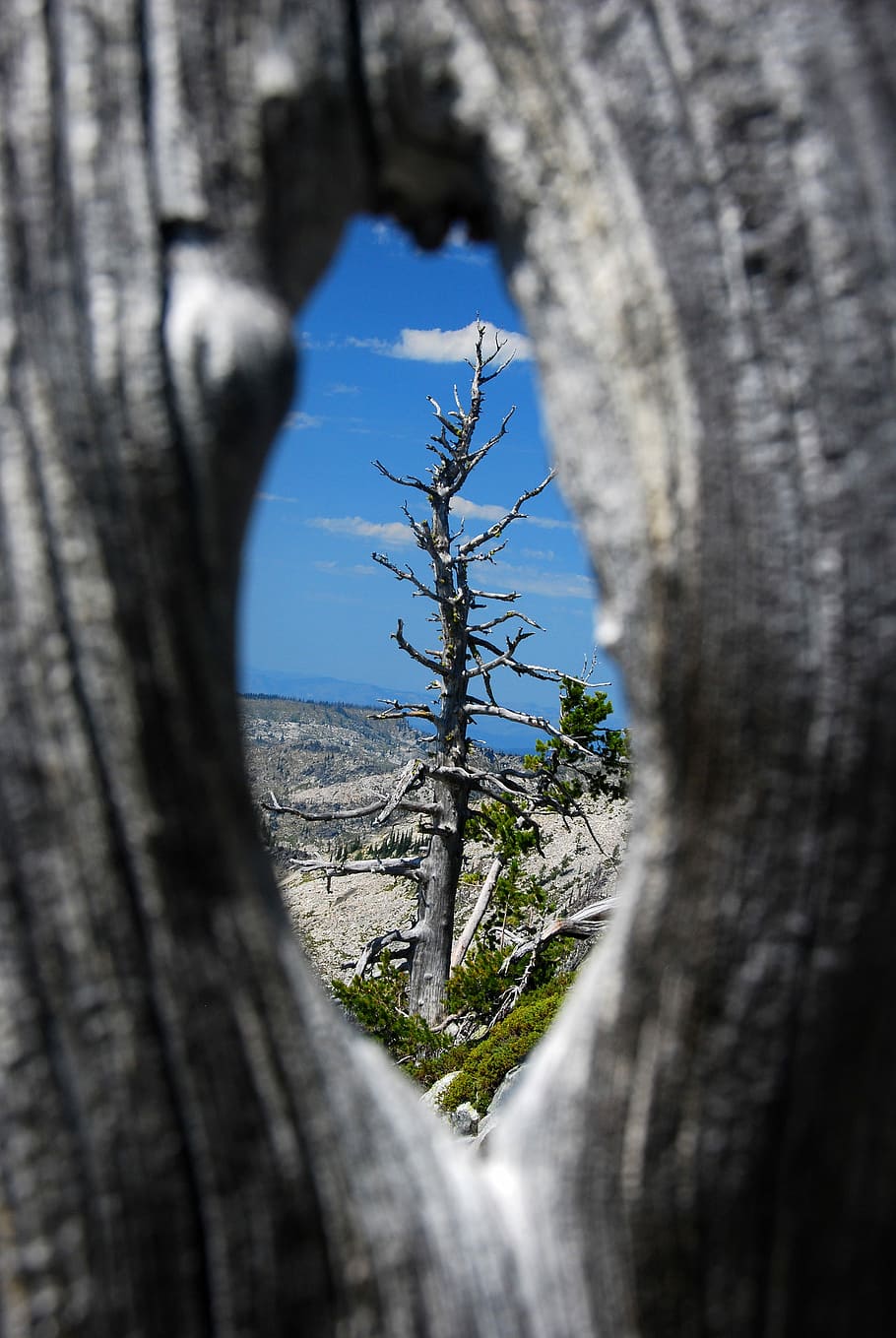 selective focus photography of dead tree, shallow focus photography of bare tree HD wallpaper