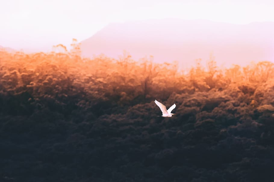 trees, bird, flying, nature, sky, cloud, aesthetic, forest, HD wallpaper