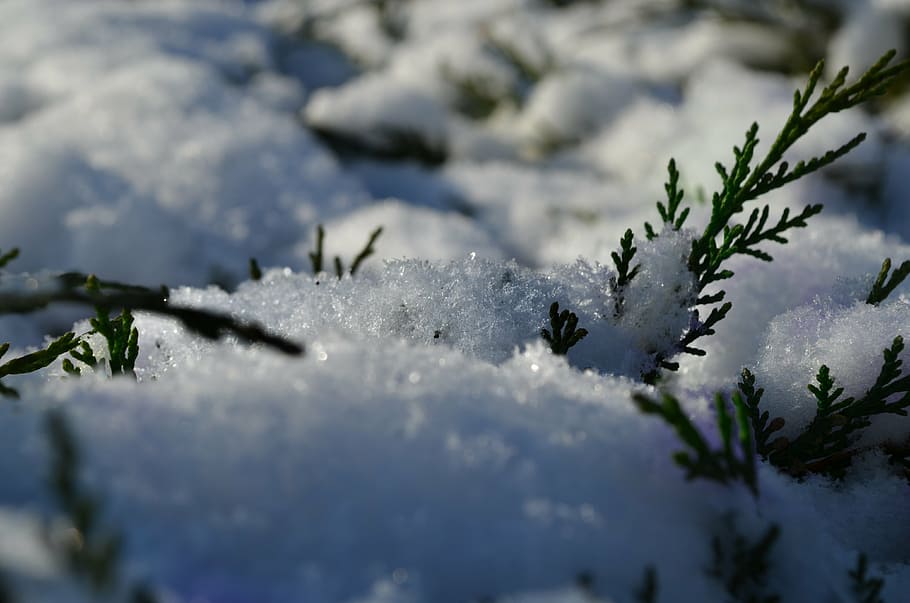 winter, snow, bush, green, cold temperature, plant, nature HD wallpaper
