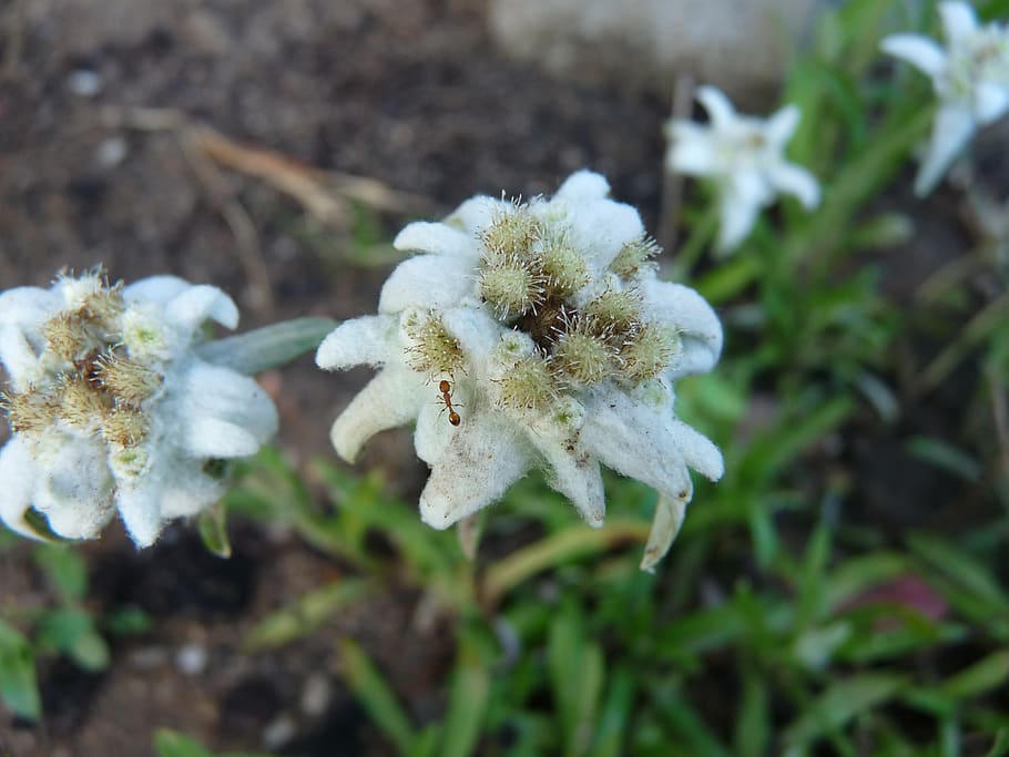 edelweiss, ant, flower, plant, growth, close-up, vulnerability HD wallpaper