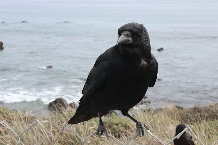 Crow, Black, Raven, Dark, Wildlife, animal, feather, bird, animal wildlife HD wallpaper