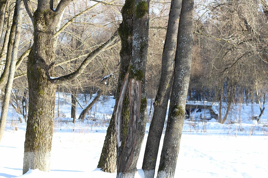 trees, forest, maple, trunk, sky, blue, no one, a number of HD wallpaper