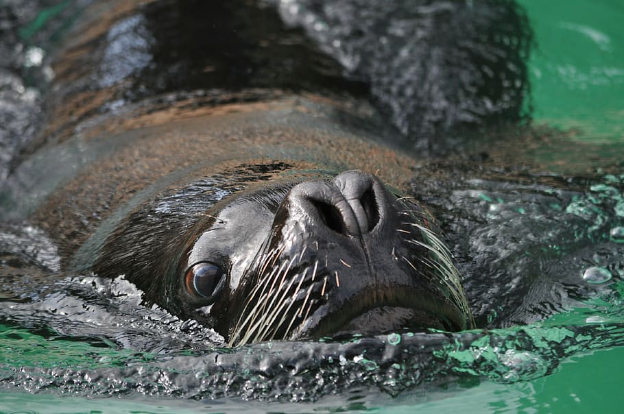 robbe, head, sea Lion, animal, mammal, wildlife, seal - Animal HD wallpaper