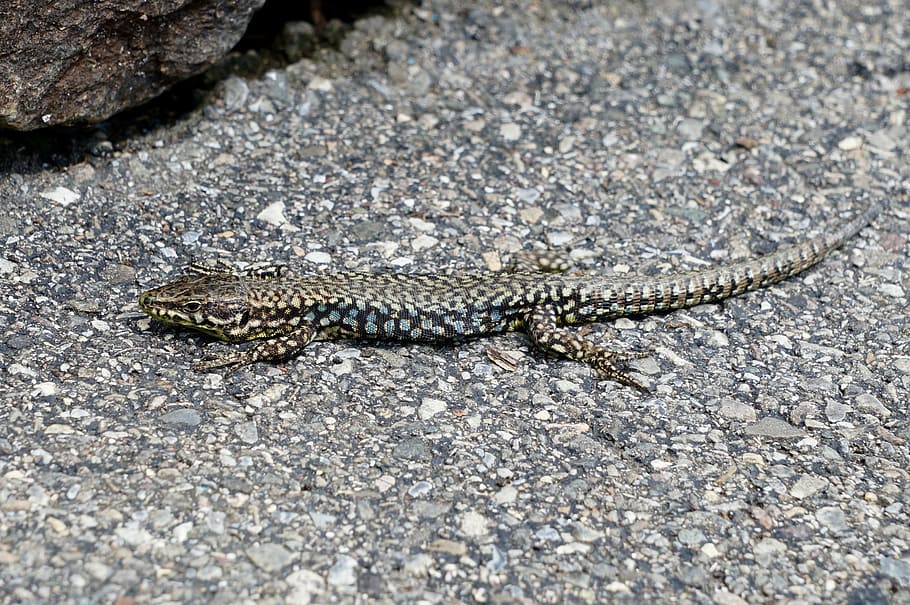 lizard, lizards, animals, camouflage, sun, spotted, disguised HD wallpaper