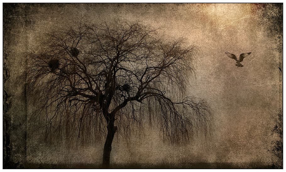 soaring bird beside tree painting, landscape, mystical, mood HD wallpaper