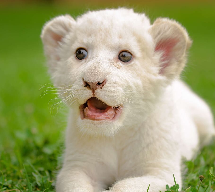 white tiger cub, lion, cute, adorable, eyes, color, colour, animal themes, HD wallpaper