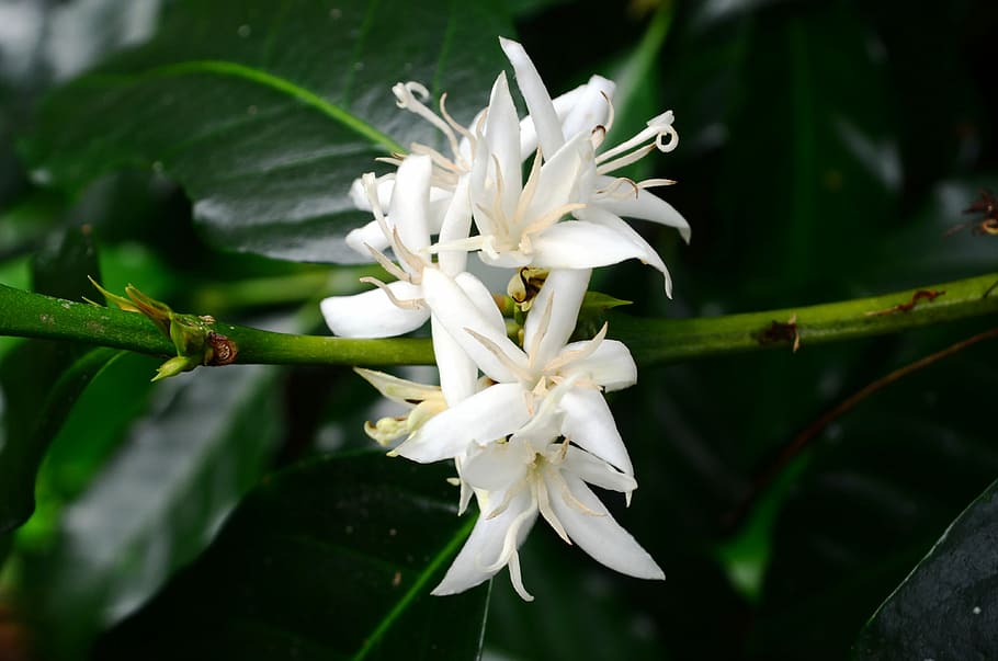 white flowers with green leaves, Coffee, Nature, coffee flower