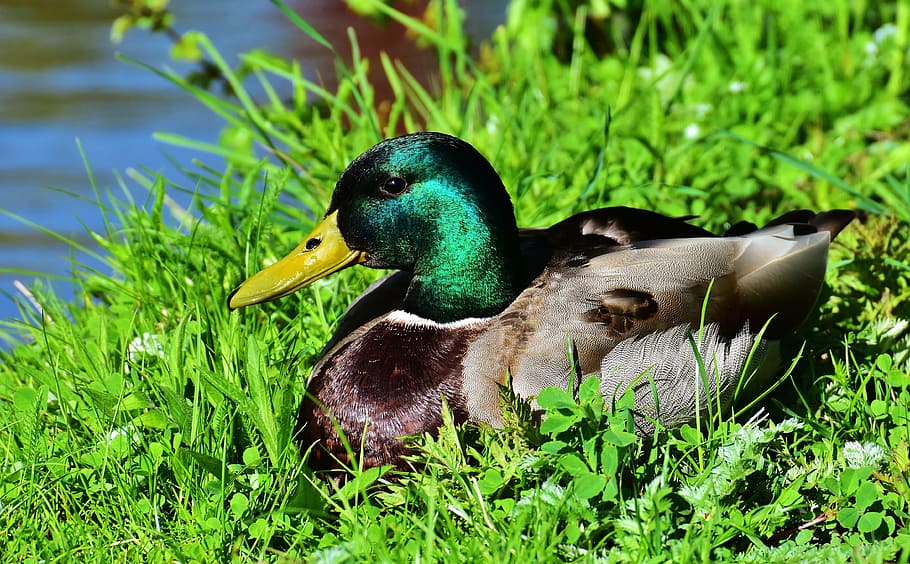 brown and green mallard duck sitting on green grass beside body of water HD wallpaper