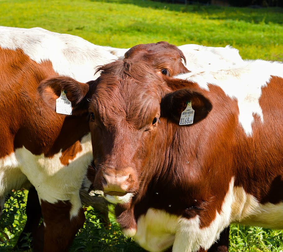 cows, grass, brown, white, brown cow, whey, mammal, domestic HD wallpaper