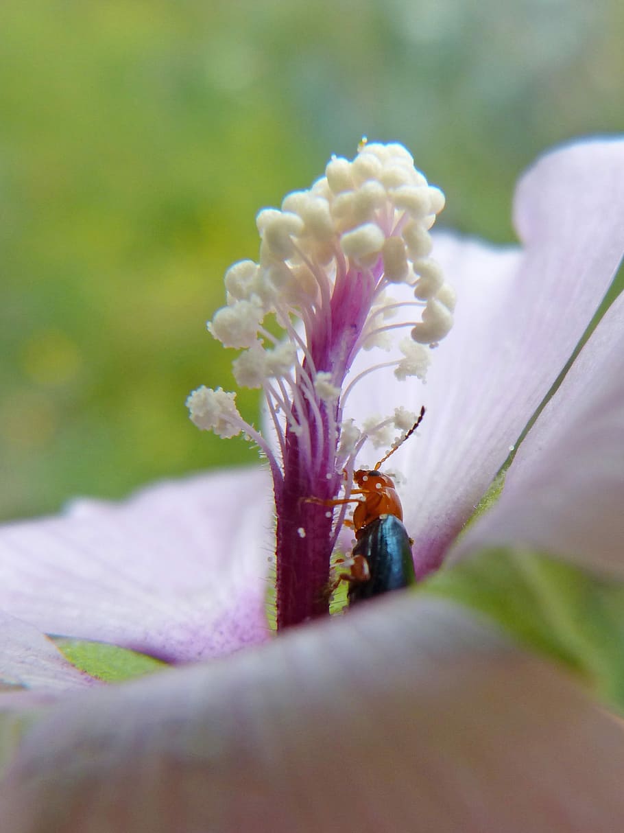 weevil, beetle, pollen, pistils, stamens, flower, libar, detail HD wallpaper