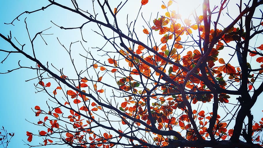 nature, trees, leaves, branches, twigs, sky, sun, light, peep HD wallpaper