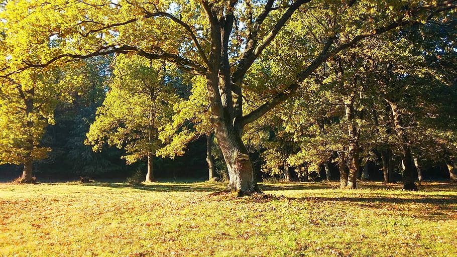 Landscape, Tree, Autumn, nature, grass, field, outdoors, plant HD wallpaper