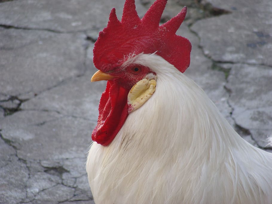 Online Crop Hd Wallpaper Closeup Photo Of White Rooster Cock