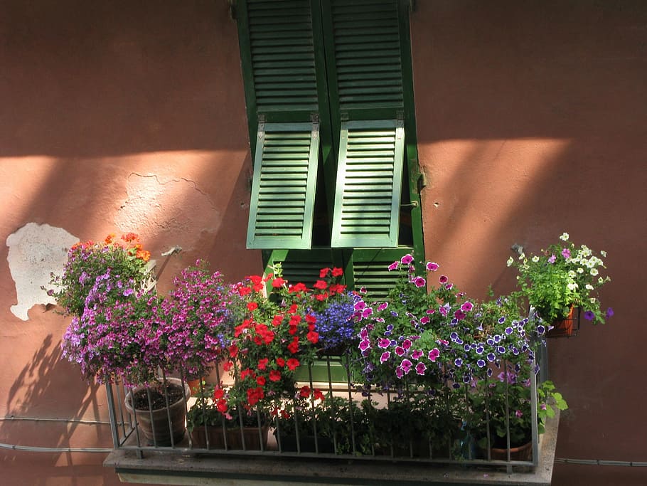 floral, windows, spring, flower, flowering plant, nature, freshness HD wallpaper