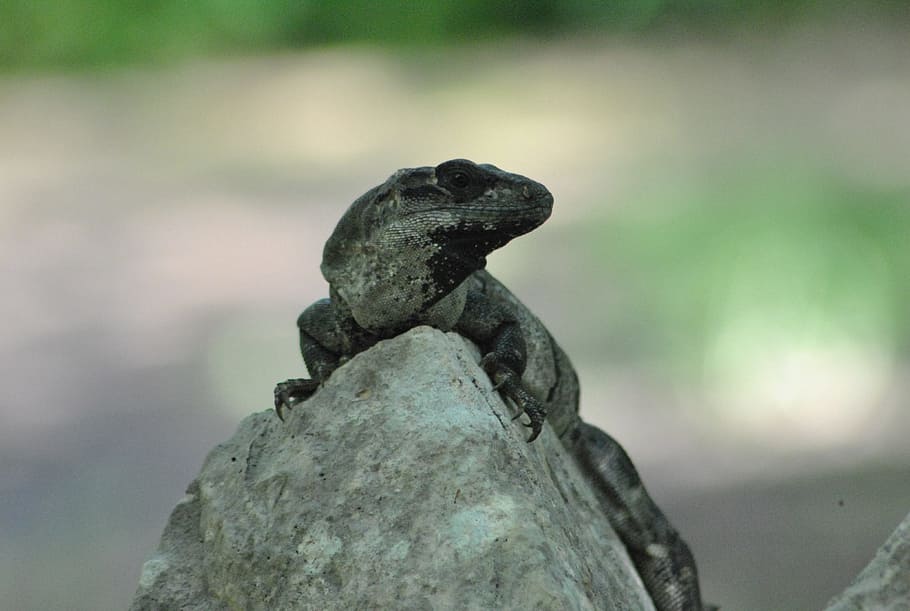 Iguana, Wild, Lizard, Nature, Reptile, fauna, tropical, wildlife HD wallpaper