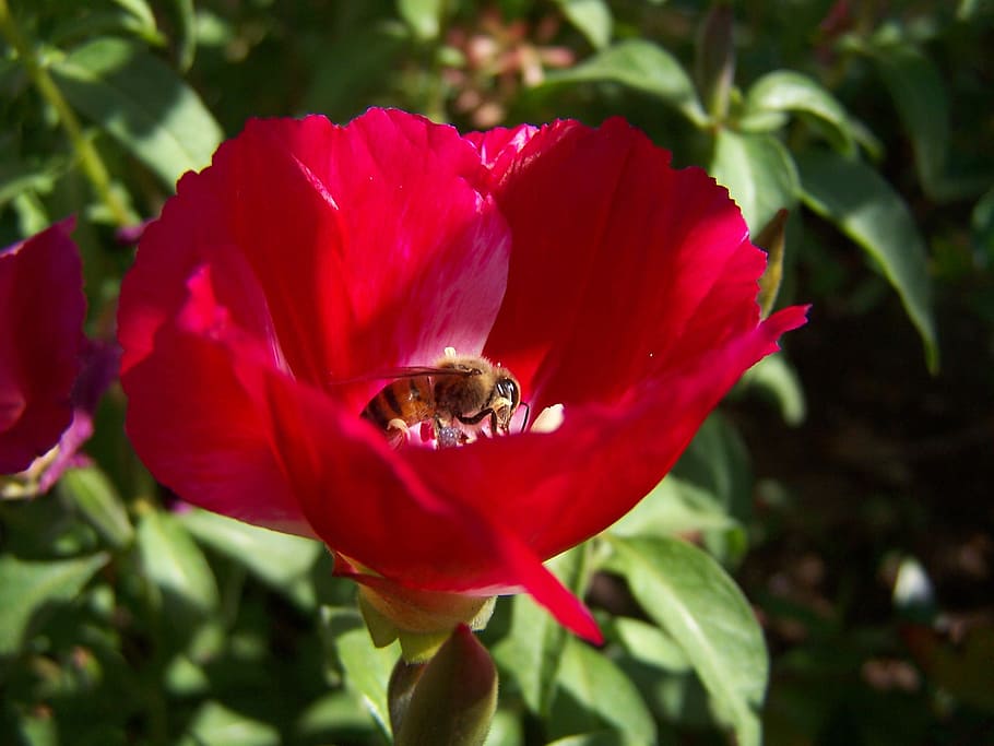bee, in the, nectar, pollination, flower, flowering plant, petal HD wallpaper