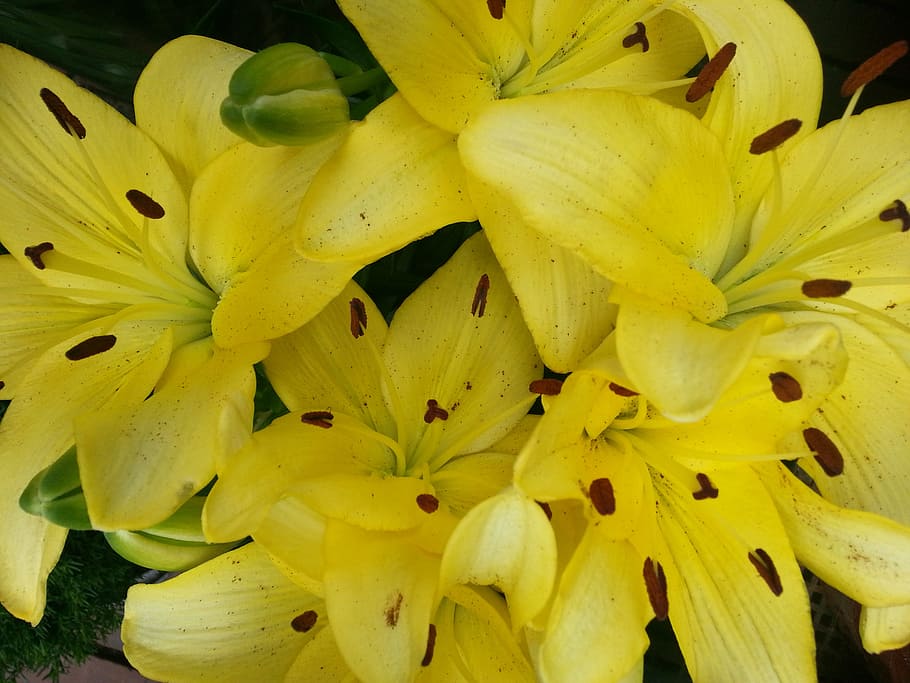 yellow, symphony, blossom, bloom, flower, flowering plant, vulnerability HD wallpaper