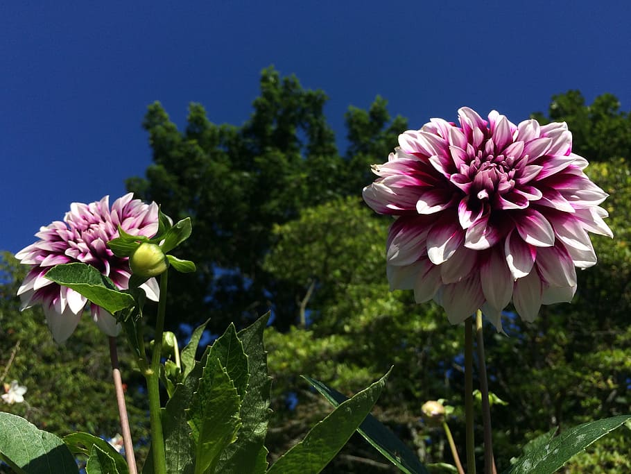 flower, sky, deep pink, flowering plant, fragility, vulnerability HD wallpaper