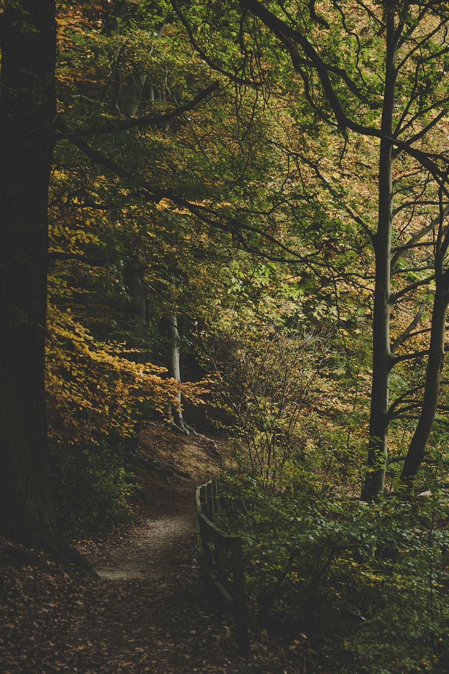 black bridge in woods at daytime, bridge under green and yellow trees during daytime HD wallpaper