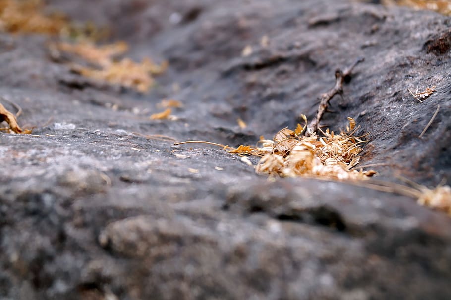 shallow focus photography on dry leaves on rock formation, black concrete stone fragment HD wallpaper
