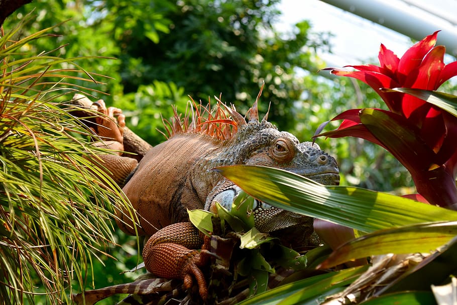 Zoo, Animal, Lizard, Eyes, Close, Nature, one animal, animals in the wild HD wallpaper