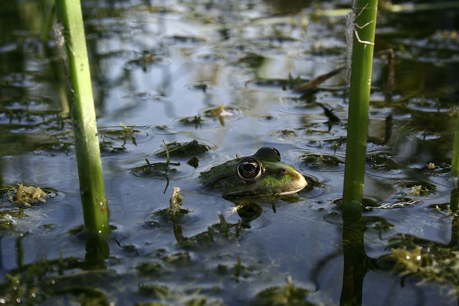 puddle, waters, lake, nature, reflection, animal, animal themes HD wallpaper