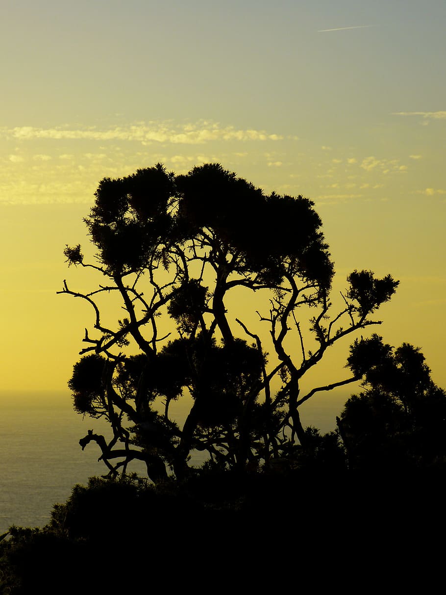 Sunset, Mood, Back Light, Bush, atmospheric, afterglow, sea HD wallpaper