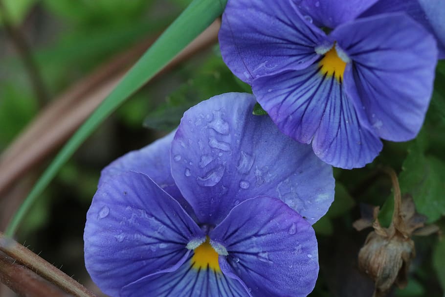 Purple, Violet, Pink, Flower, Plant, nature, flowers, green HD wallpaper