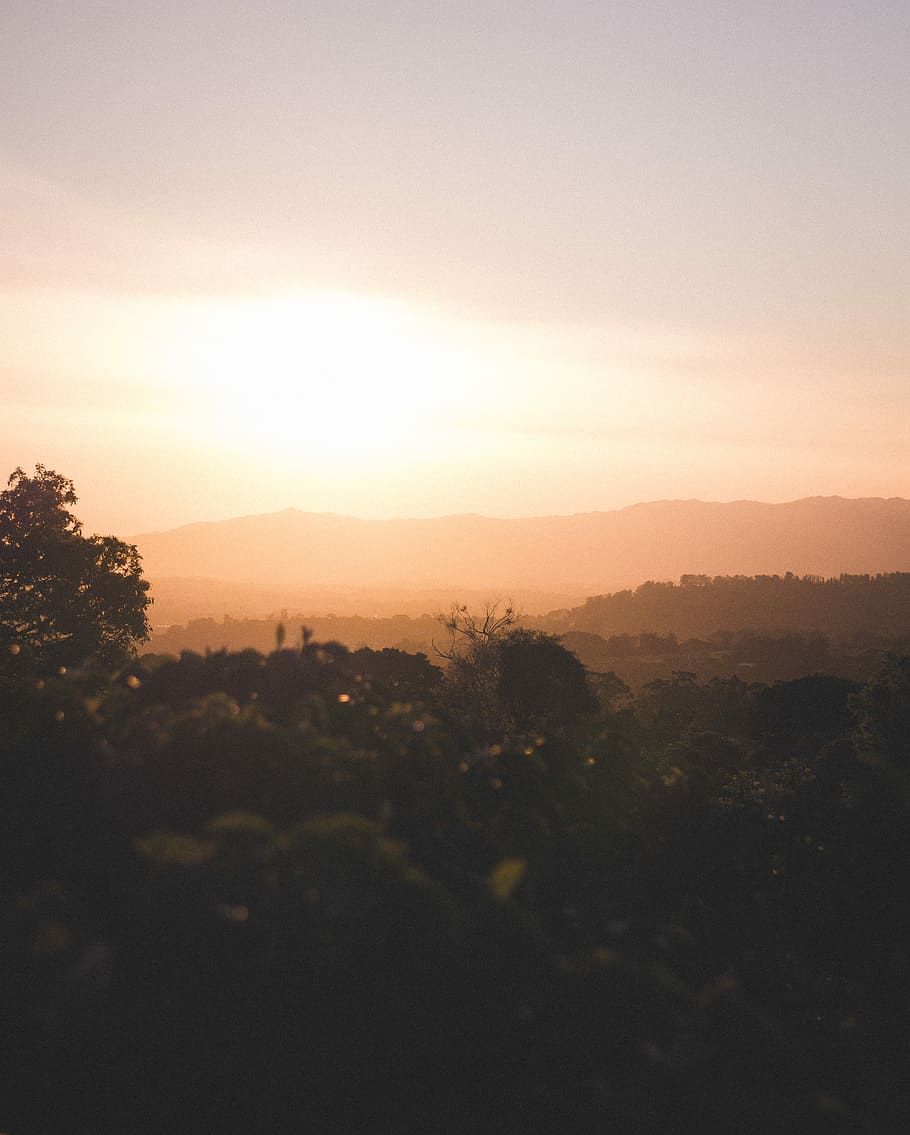 low angle-view of silhouette of leaves during sunrise, forest and mountain during sunset HD wallpaper