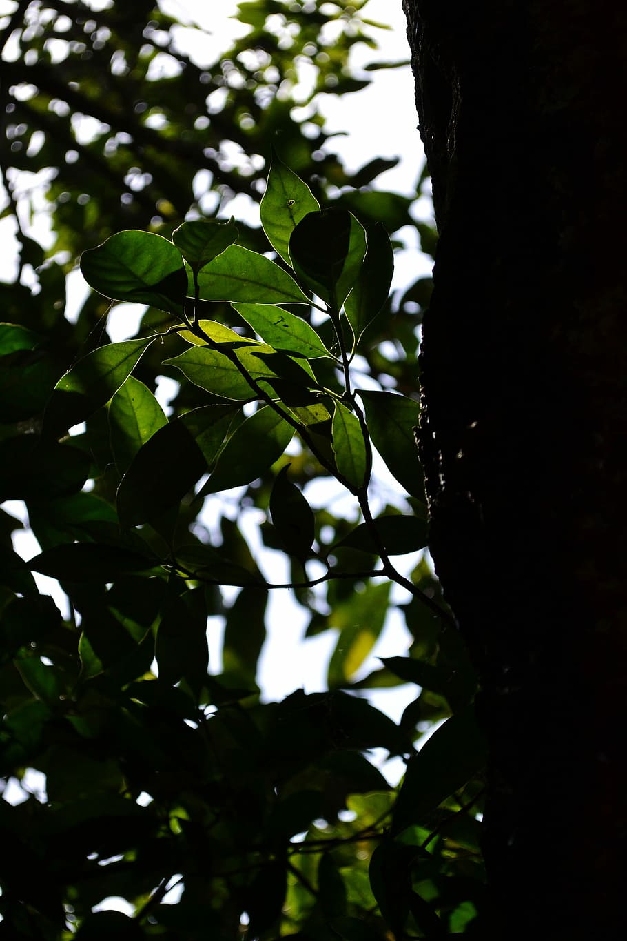 Trees, Branches, Greenery, Leaves, trunks, woods, wooden, woody HD wallpaper