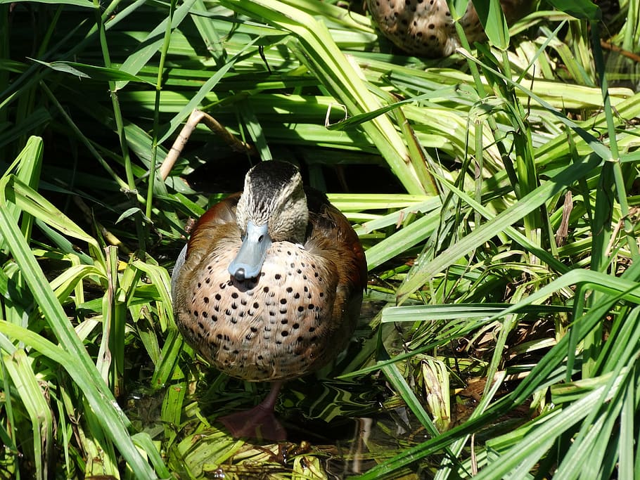 duck, zoo, bird, animal themes, animal wildlife, animals in the wild HD wallpaper