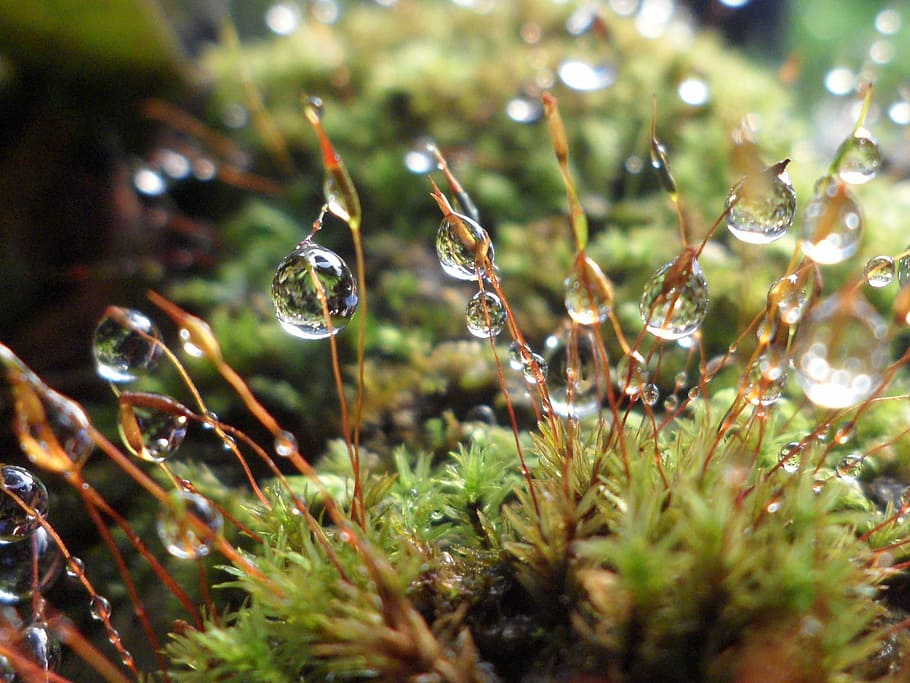 Water, Drops, Droplets, Fresh, water drops, green, plant, nature HD wallpaper