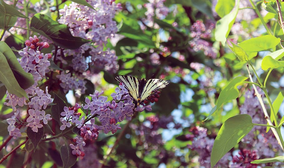spring, lilac, butterfly, bloom, nature, plant, lilac bush HD wallpaper