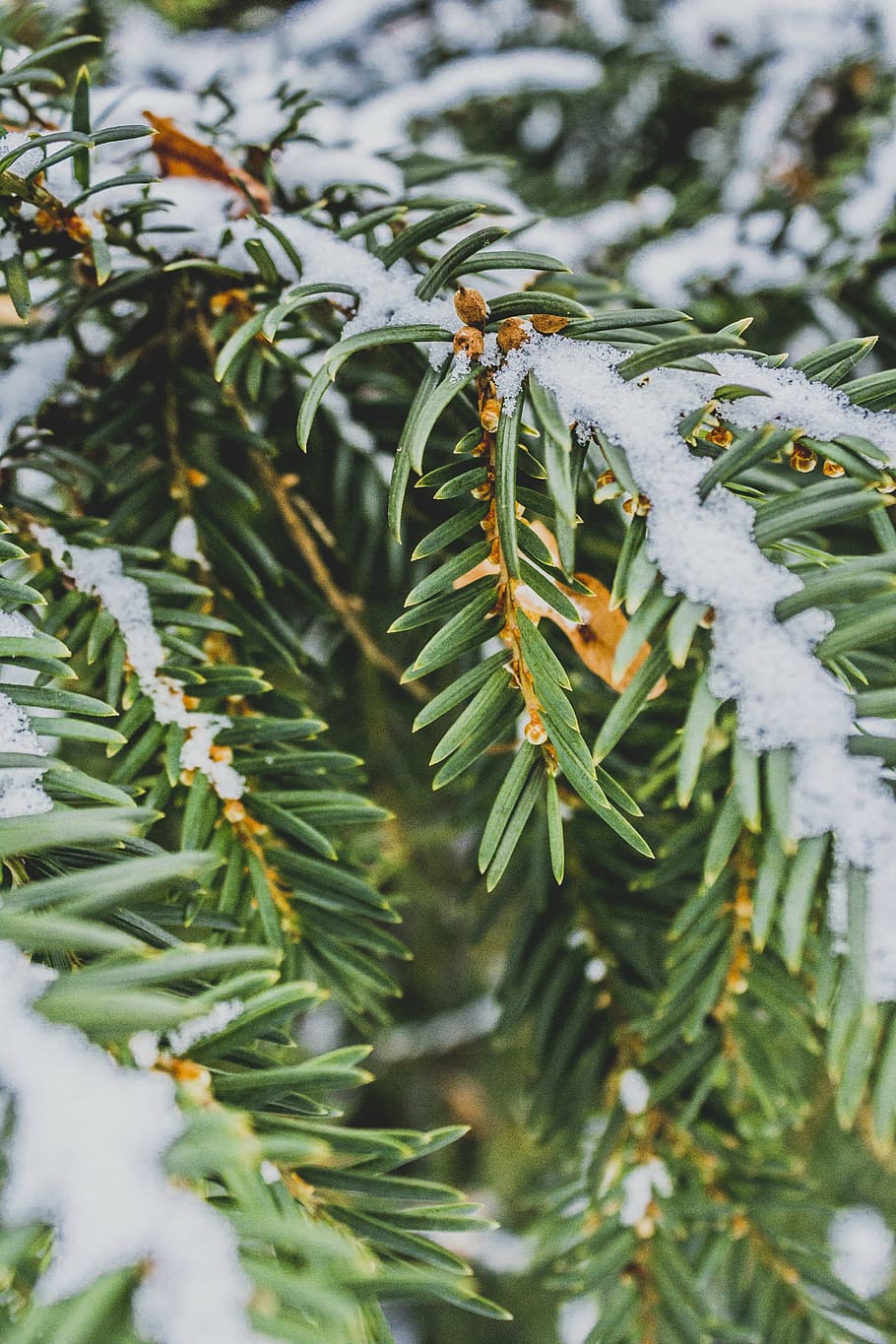needles, pine, winter, snow, green, nature, tree, plant, twigs HD wallpaper