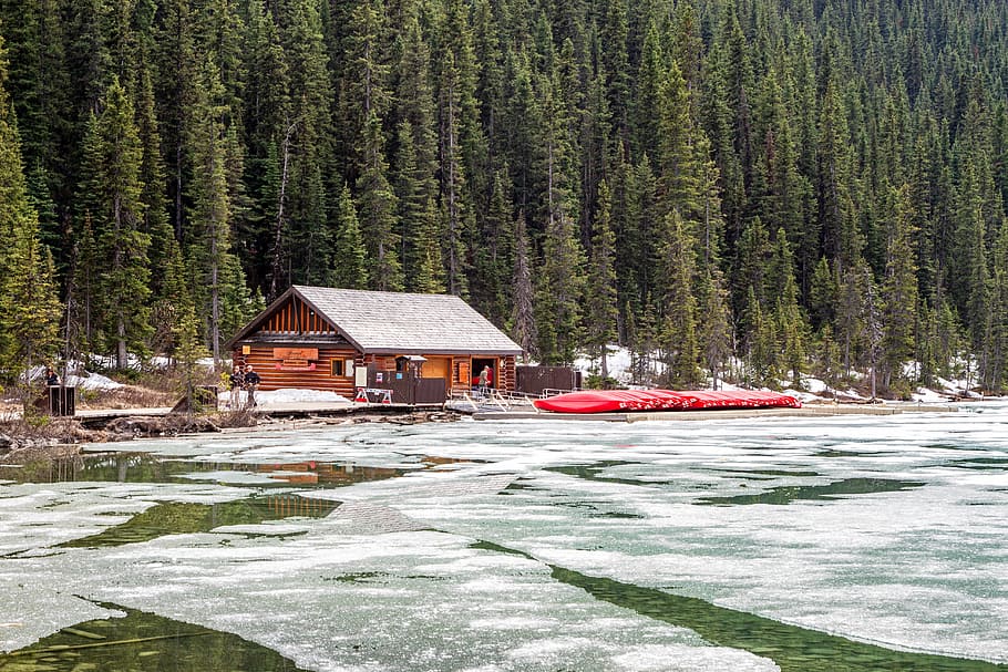 brown wooden house surrounded by pine tree, brown log cabin near frozen body of water
