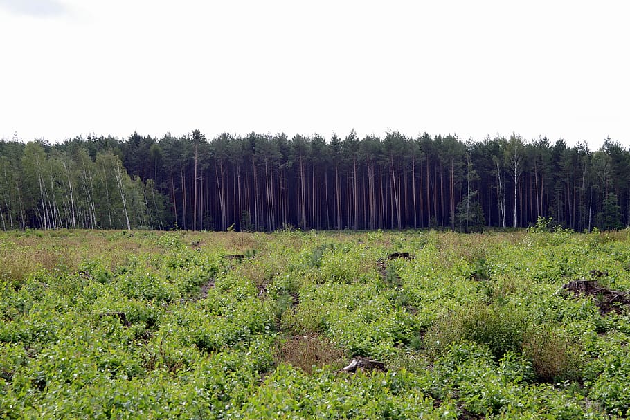 forest, tall, polyana, spruce, tree, pine, europe, green, nature HD wallpaper