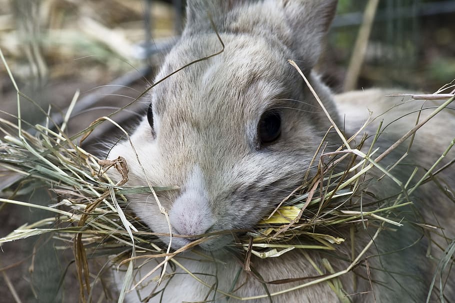 Rabbit, Hay, Close, grey mottled, one animal, animal wildlife HD wallpaper