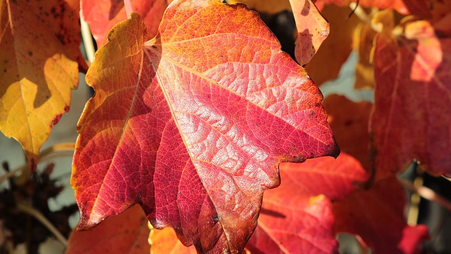 Autumn, Leaves, Colored, leaf, day, outdoors, close-up, plant part HD wallpaper