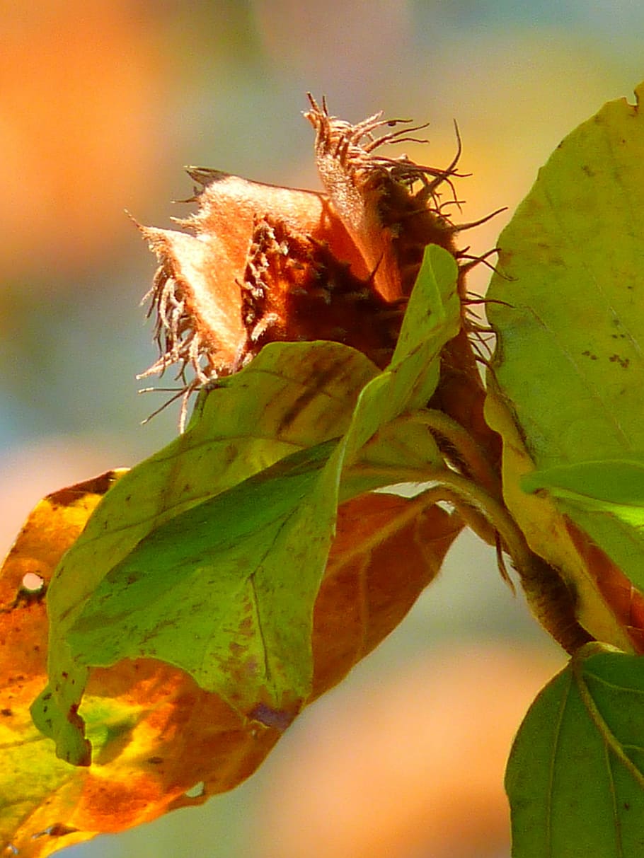 Beechnut, Tree, Autumn, leaf, close-up, plant, no people, nature HD wallpaper