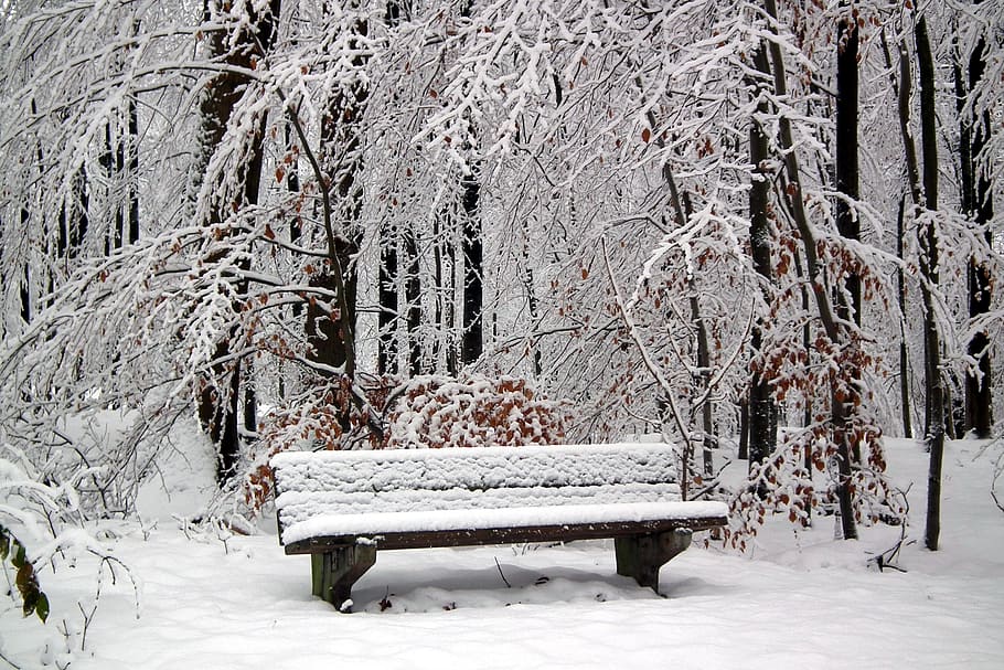 Snow, Bench, hertogenwald, winter, cold temperature, white color HD wallpaper