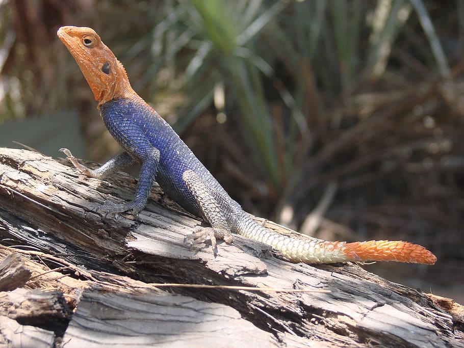 lizard, blue, namibia, desert, exotic, fauna, animal, animal themes HD wallpaper